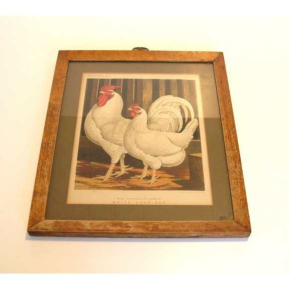 Antique Other - Rooster and Hen Antique Print Framed Miss Fairhurst's Pair of White Dorkings